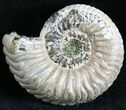 Vertumniceras Ammonite Fossil With Pyrite #28407-1